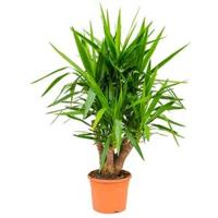 Yucca elephantipes vertakt L kamerplant - thumbnail