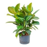 Ficus elastica robusta bush hydrocultuur plant - thumbnail