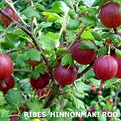 Grote bonte lisdodde (Typha latifolia “variegata”) moerasplant (6-stuks)