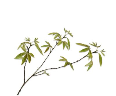 Esdoorntak 92 cm Oker Uniplant - Uniplant