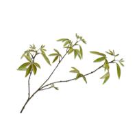 Esdoorntak 92 cm Oker Uniplant - Uniplant - thumbnail