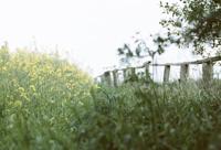 Wolfen Color Classic NC500-36 filmrol, 36 opnames incl. ontwikkeling + fotoafdrukken 10x15 - thumbnail