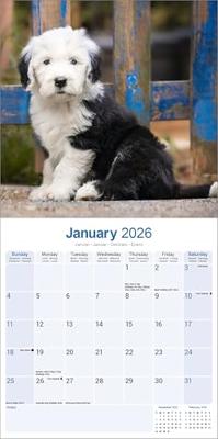 Old English Sheepdog Kalender 2026