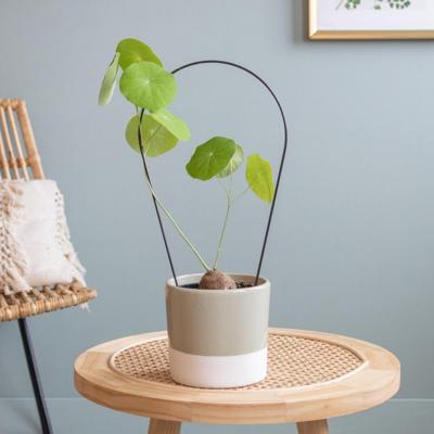 Stephania Erecta - P12