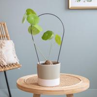 Stephania Erecta - P12 - thumbnail