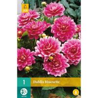 Dahlia Bluesette Bloembol JUB 1 bol - Jub - thumbnail