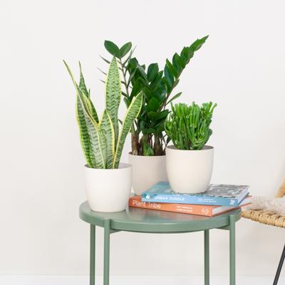 Groene Studentenbox (3 stuks) Groene Studentenbox (3 stuks)