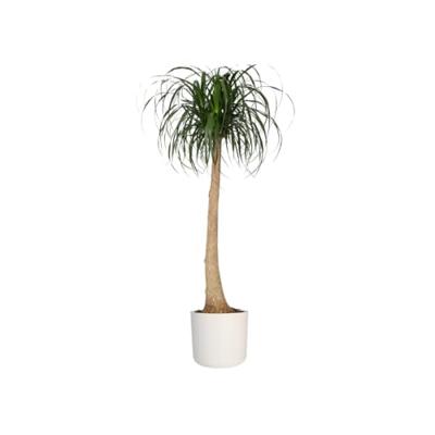 Bloempot B.for soft 25 cm wit elho - Elho