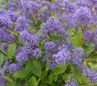 Amerikaanse Sering - thumbnail