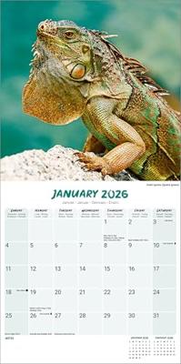 Hagedissen Kalender 2026 Hagedissen Kalender 2026