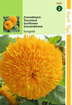 Zaden Helianthus Zonnebloem Sungold dubbelbloemig hoog Hortitops - Hortitops
