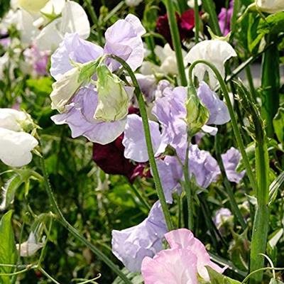Lathyrus Odoratus zaden Old Sweet Scent reukerwt