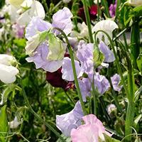 Ouderwetse welriekende siererwt mix bloemzaden – Reukerwt Old Sweet Scent - thumbnail