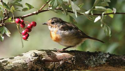 Roodborst bes 130x70cm Tuinschilderij Customize-it - Customize it