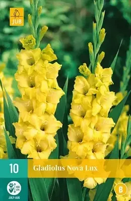 Bloembollen Gladiolus Nova Lux 10st Bloembollen Gladiolus Nova Lux 10st