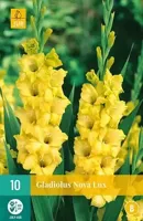 Bloembollen Gladiolus Nova Lux 10st - thumbnail