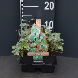Klimop (hedera helix "Glacier") bodembedekker - 4-pack - 1 stuks Klimop (hedera helix "Glacier") bodembedekker - 4-pack - 1 stuks