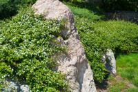 Dwergmispel - thumbnail