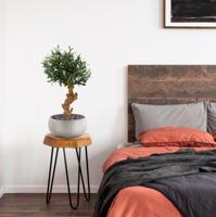 Olijf Bonsai deluxe kunstboom op voet 60cm - thumbnail