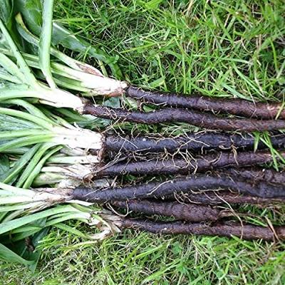 Schorseneer zaden - Duplex