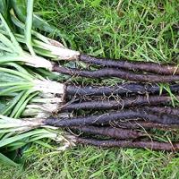 Schorseneer zaden - Duplex - thumbnail