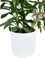 Plant Reservoir Mickey ears glass pink Disney - Disney - thumbnail