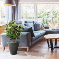 Elastica Robusta kunstplant 90cm - FR - brandvertragend - thumbnail