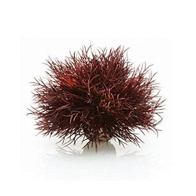 BiOrb zeelelie donkerrood aquarium decoratie