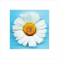 Kunstdruk Big Daisy 40x40cm - thumbnail