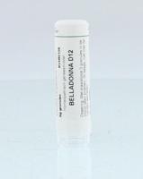 Belladonna D12 - thumbnail