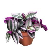 Tradescantia Nanouk - P 12 cm - thumbnail
