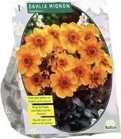 Bloembollen Dahlia Sunshine 1 stuk Baltus - Baltus - thumbnail