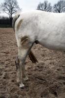 Excellent Horse Hi Gloss Clean Spray 500 ml - thumbnail