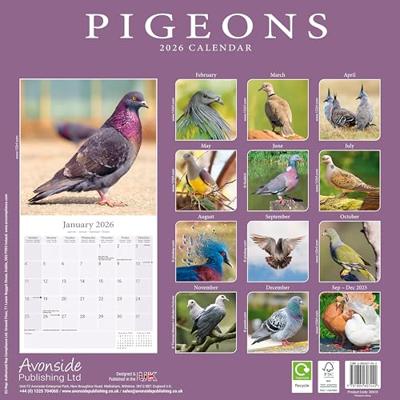 Pigeons Calendar 2026 Square Birds Wall Calendar - 16 Month