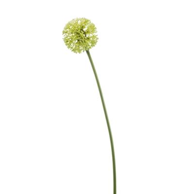 Allium