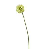 Allium - thumbnail