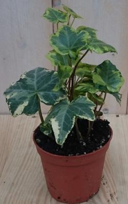 3 stuks! Kamerplant Klimop klein witbont Hedera Warentuin Natuurlijk - Warentuin natuurlijk