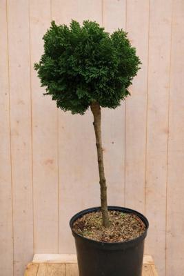 Japanse dwergcipres Chamaecyparis obtusa Nana Gracilis h 70 cm st. h 30 cm conifeer Warentuin Natuurlijk - Warentuin natuurlijk Japanse dwergcipres Chamaecyparis obtusa Nana Gracilis h 70 cm st. h 30 cm conifeer Warentuin Natuurlijk - Warentuin natuurlijk