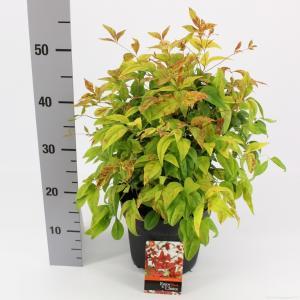 Hemelse bamboe (Nandina domestica “Fire Power”) heester - 25-30 cm - 6 stuks