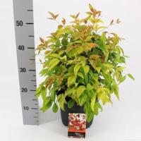 Hemelse bamboe (Nandina domestica “Fire Power”) heester - 25-30 cm - 6 stuks - thumbnail