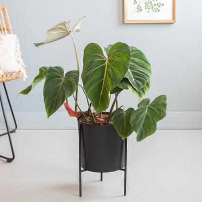 Philodendron Gloriosum - P21 Philodendron Gloriosum - P21
