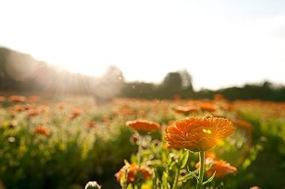 Weleda Baby Calendula Alles-in-een Balsem - thumbnail