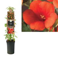 Rode Trompetbloem (Campsis radicans) klimplant - thumbnail