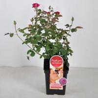 Grootbloemige roos Parfum de Nature (rosa "Blackberry Nip"® Parfum de Nature) - C5 - 1 stuks - thumbnail