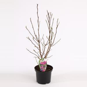 Magnolia struik Susan - 50 - 60 cm - 8 stuks