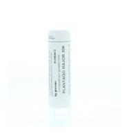 Homeoden Heel Plantago major 30K 6 Gram - thumbnail