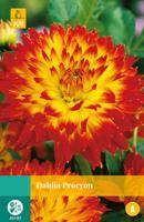 Dahlia Procyon Bloembol JUB 1 bol - Jub - thumbnail