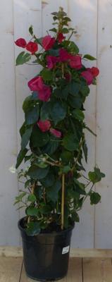 Bougainvillea 100 - 120 cm roze op stok 120 Warentuin Natuurlijk - Warentuin natuurlijk Bougainvillea 100 - 120 cm roze op stok 120 Warentuin Natuurlijk - Warentuin natuurlijk