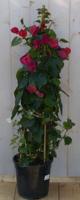 Bougainvillea 100 - 120 cm roze op stok 120 Warentuin Natuurlijk - Warentuin natuurlijk - thumbnail