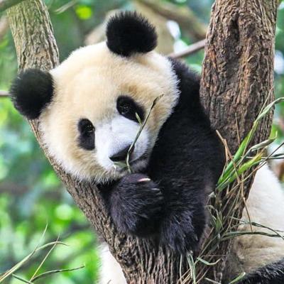 Ravensburger Panda, tijger puzzel 3x49st - thumbnail